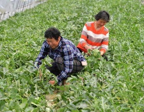 小树林吃瓜学校