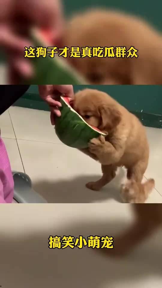 好家伙吃瓜群众,揭秘娱乐圈幕后风云