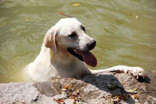 狗吃哈密瓜咳嗽,宠物饮食安全引关注